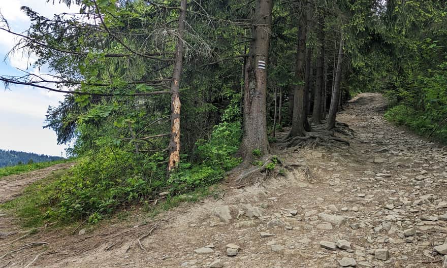 Steep and rocky climb on the trail from Rabka-Zdrój to Maciejowa