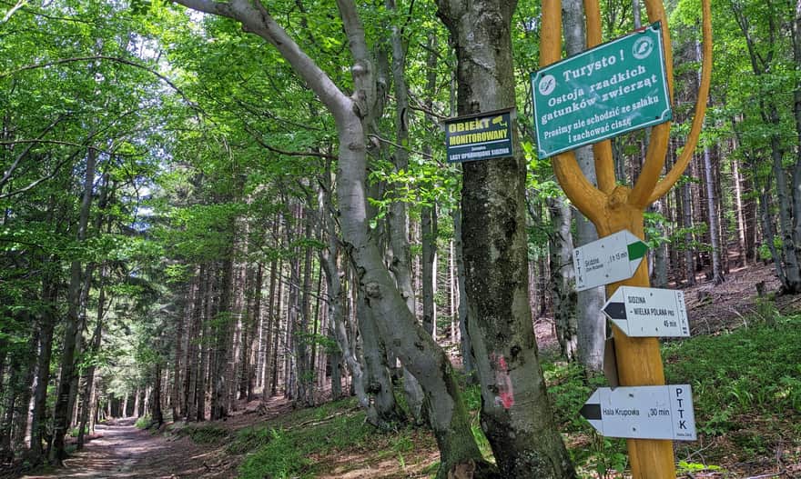 Połączenie czarnego i zielonego szlaku z Sidziny do schroniska PTTK na Hali Krupowej