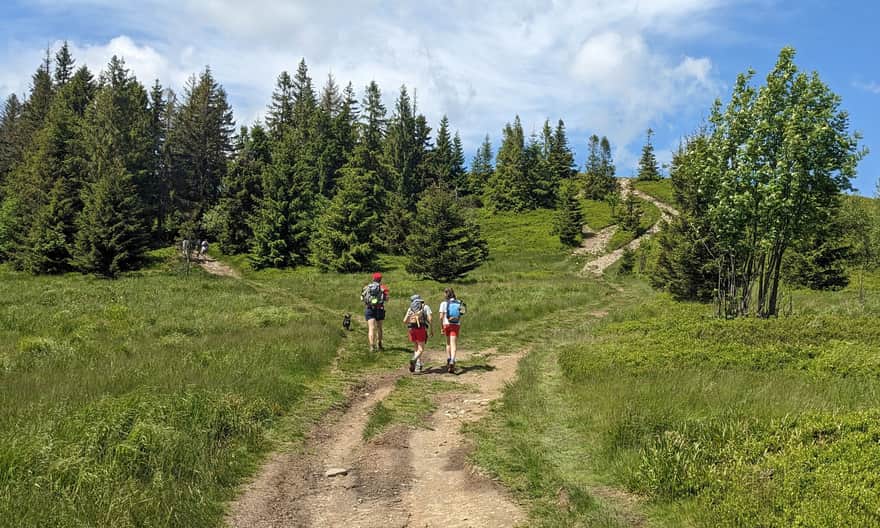 From Kucałowa Pass to Polica - the trail goes left. The road on the right leads to the scenic meadow "Kocia Łapa".