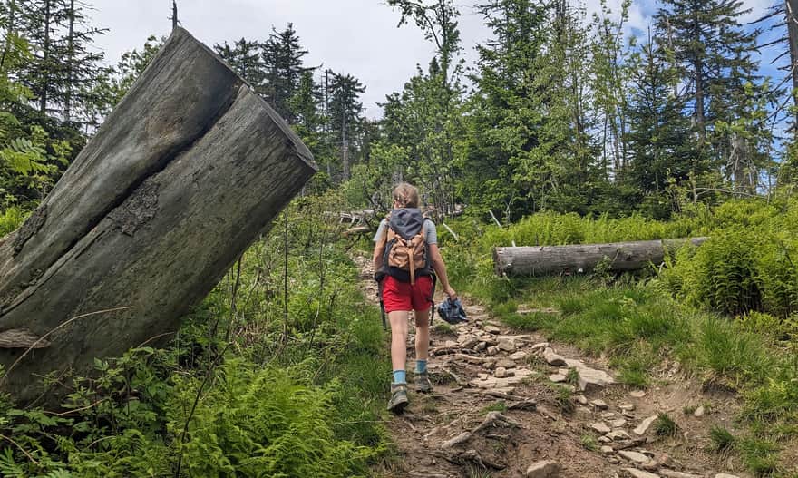 Red trail from Kucałowa Pass to Polica