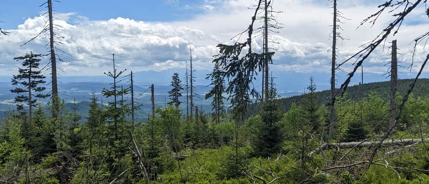 View from the windfalls on Polica to the south (Tatras and Podhale)