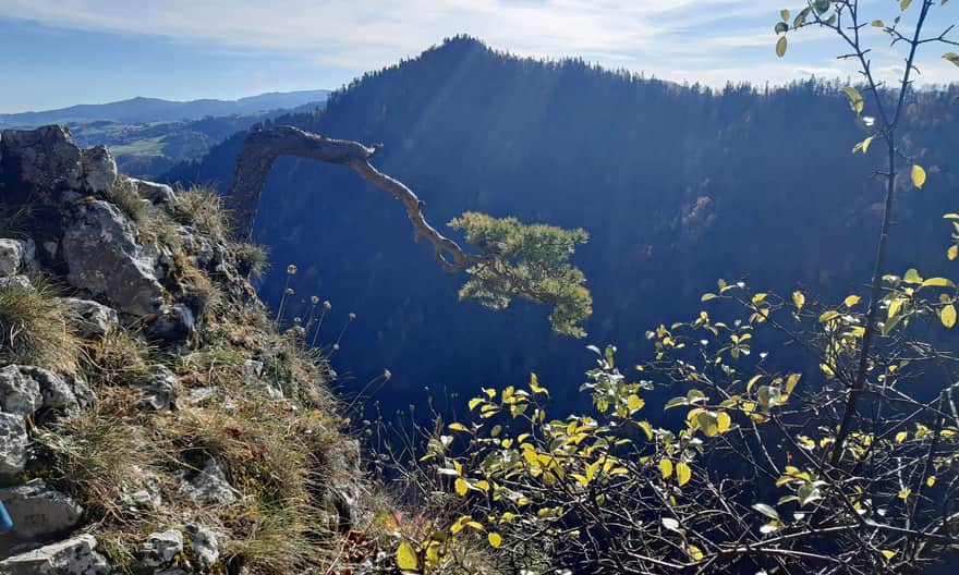 View from Sokolica - famous pine tree against Holica