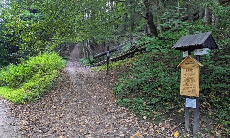 Green Trail from Krościenko to Sokolica - entering the forest