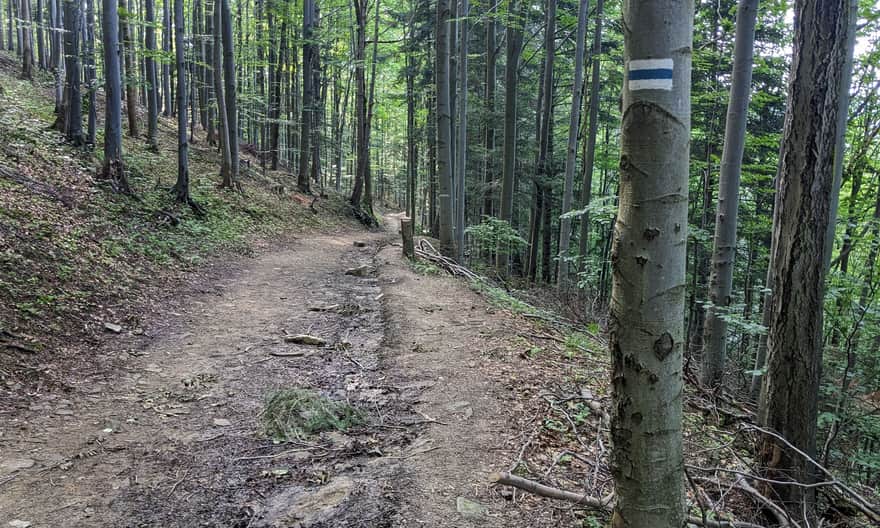 Pierwszy odcinek niebieskiego szlaku Zawoja - Mosorny Groń