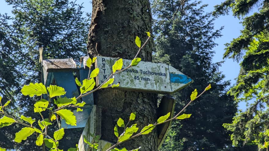 Niebieski szlak z Jodłówki Tuchowskiej na Brzankę