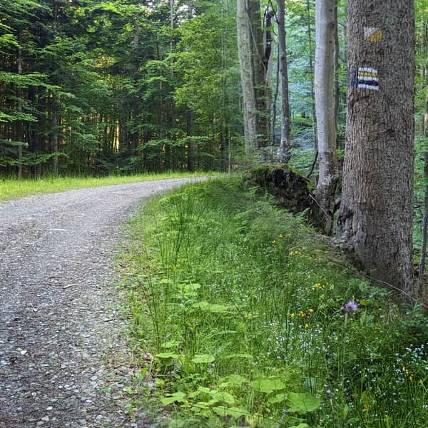 Zawoja-Czatoża - Walk with a Stroller or Bike