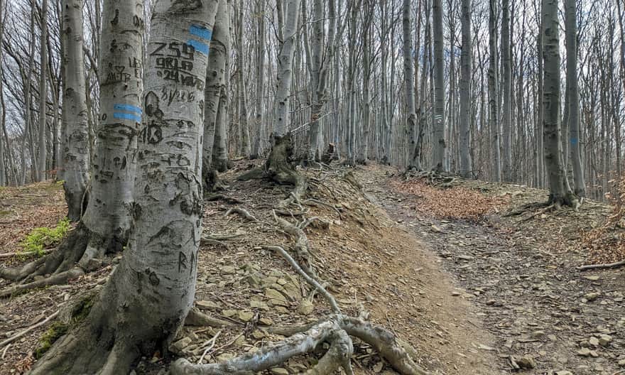 Path Along the Ridge Between Mały and "Proper" Ferdel
