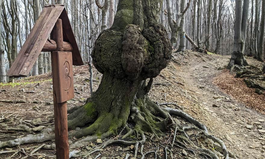 Beech Path on Ferdel - Example Stop on the Green Trail