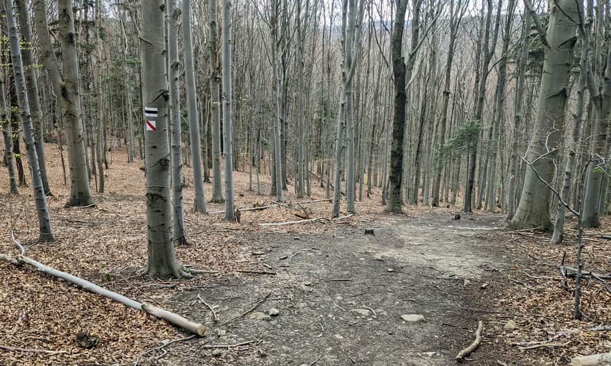 Black Trail from Wapienne to Ferdel