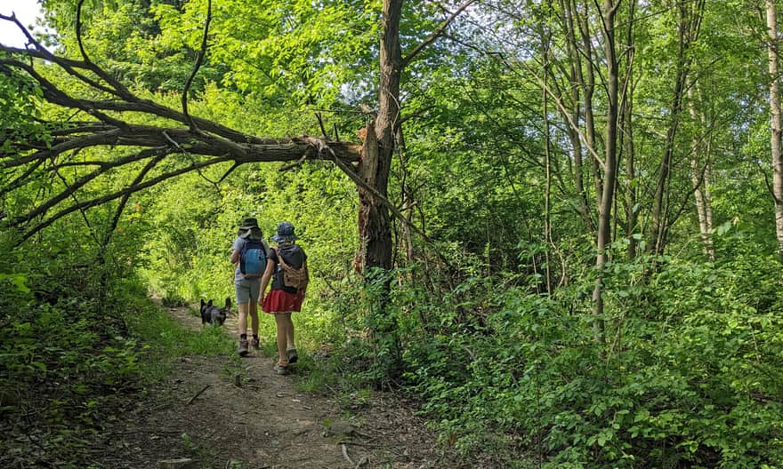 Blue trail from Rabka-Zdrój to the lookout tower on Polczakówka