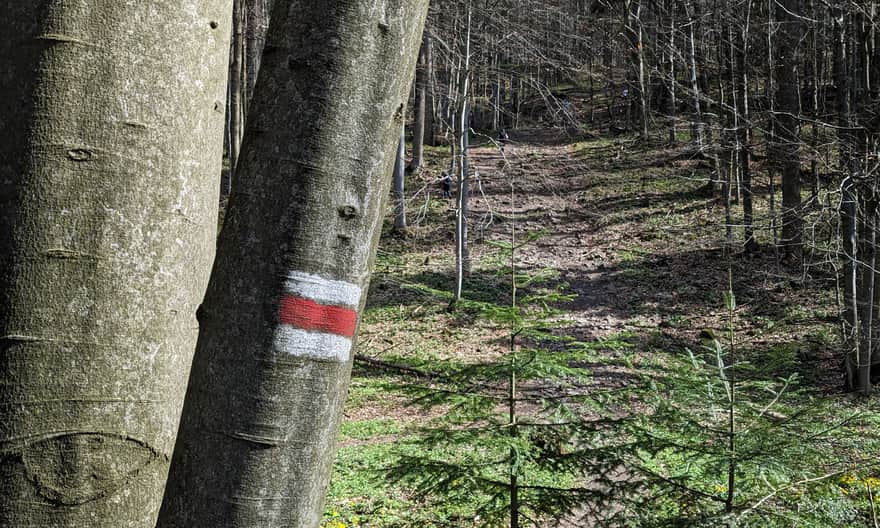 Czerwony szlak na Przełęczy Beskid pod Lackową
