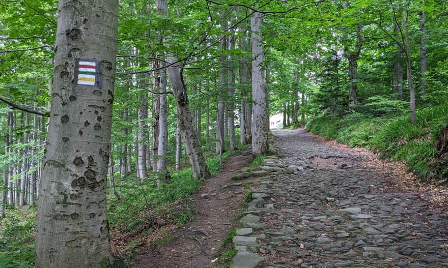 Path through the forest to the PTTK Shelter on Szyndzielnia