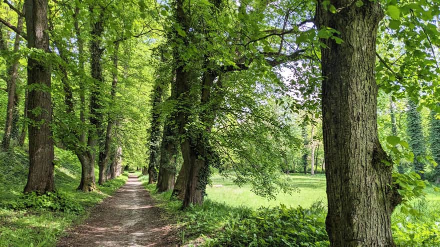 Aleja lipowa przy Nowym Zamku w Płotach