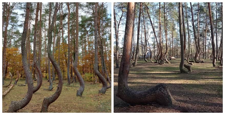Crooked Forest near Gryfino