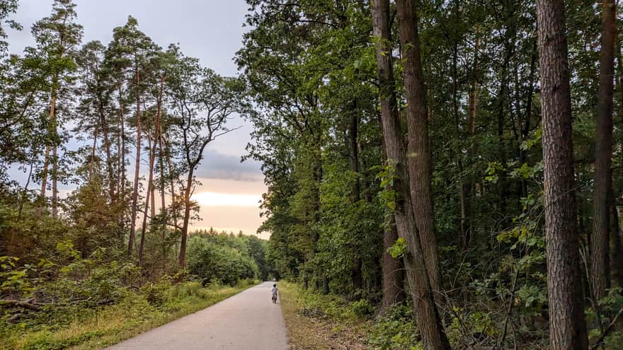 Radłowskie Forests - asphalt path to the ponds