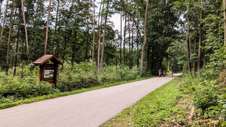 Forest road in Radłowskie Forests