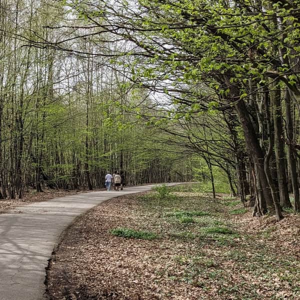 Along the Lipie Forest