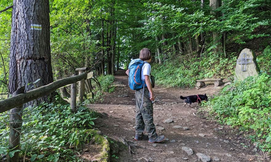 Żółty szlak Szczawnica - Bryjarka - Bereśnik. Leśna droga na stokach Bryjarki