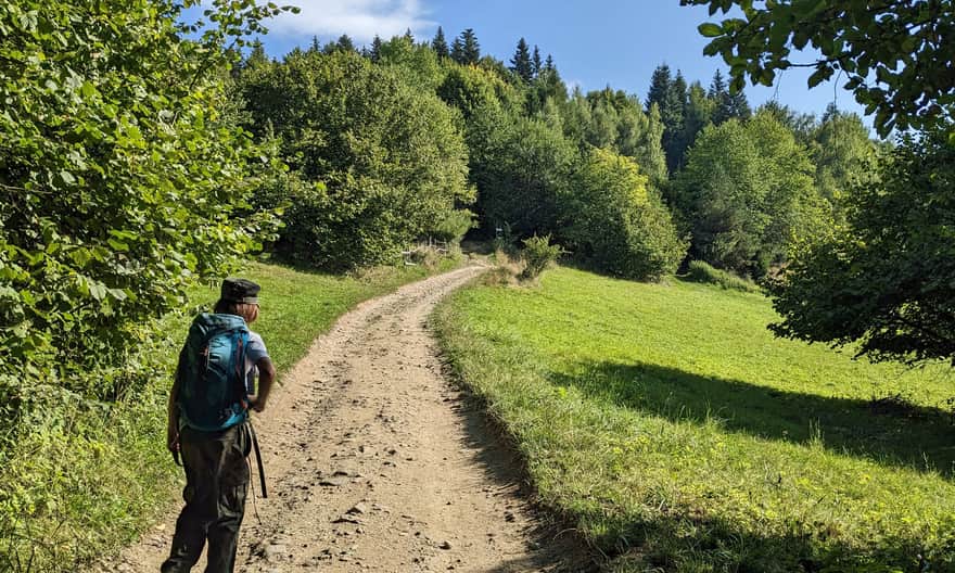 Żółty szlak Szczawnica - Bryjarka - Bereśnik. Ostatni odcinek dojścia do bacówki.
