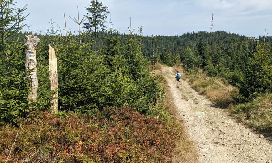 Niebieski szlak Szczawnica - Przehyba