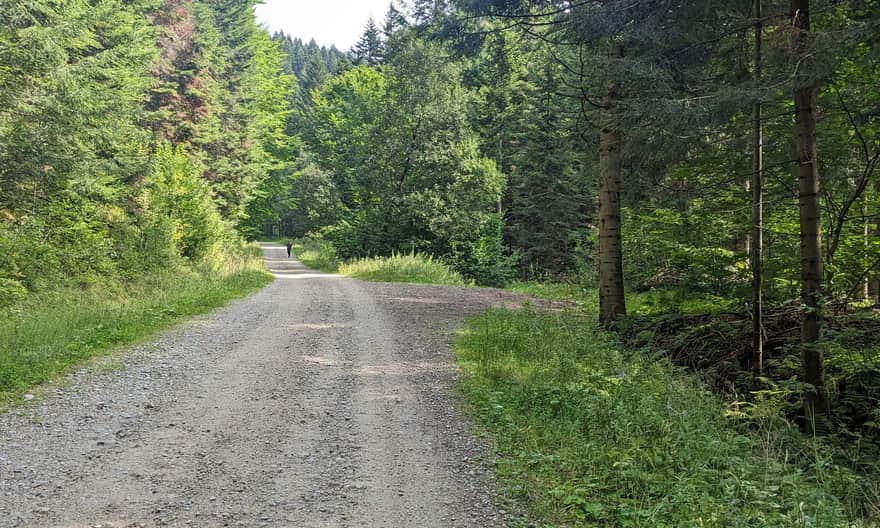 Niebieski szlak Szczawnica - Przehyba. Wygodna leśna droga.