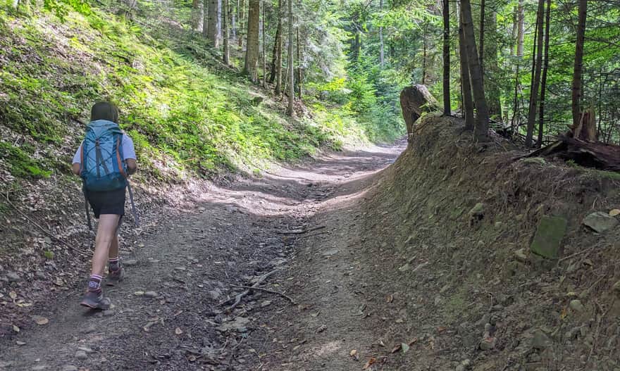 Niebieski szlak Szczawnica - Przehyba.