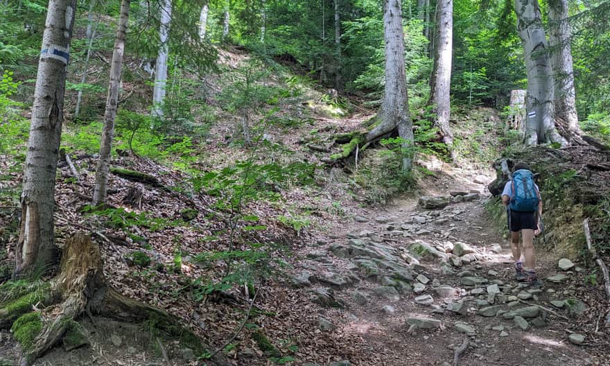 Niebieski szlak Szczawnica - Przehyba. Strome podejścia w lesie