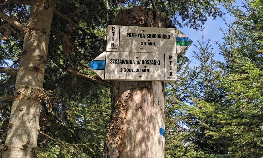 Czeremcha 1146 m n.p.m. Niebieski i zielony szlak na Przehybę.