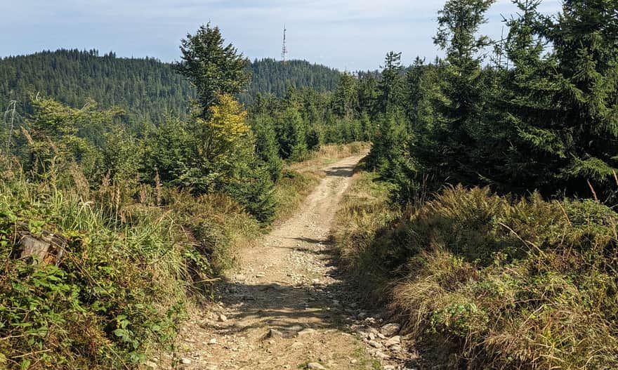 Niebieski szlak Szczawnica - Przehyba. Droga między Czeremhą a Przehybą