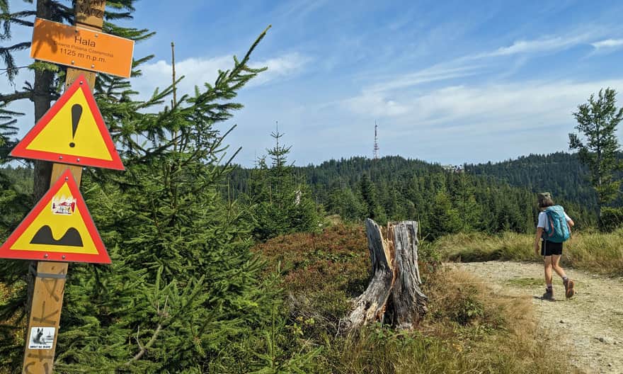 Niebieski szlak Szczawnica - Przehyba.  Droga między Czeremhą a Przehybą