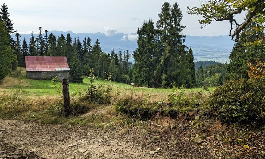 Niebieski szlak z Łopusznej na Turbacz. Bukowina Waksmundzka.