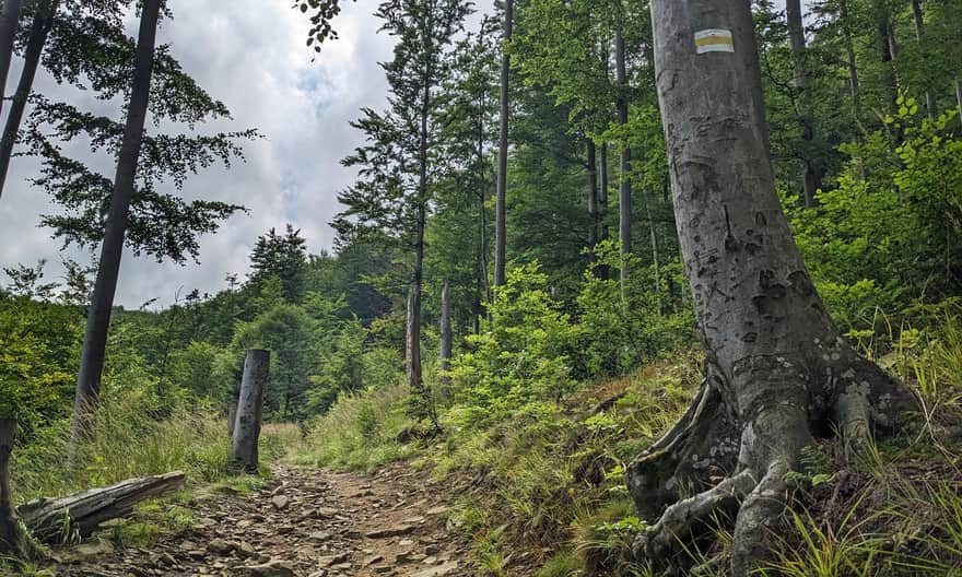 Yellow trail: Kołowrót - Szyndzielnia