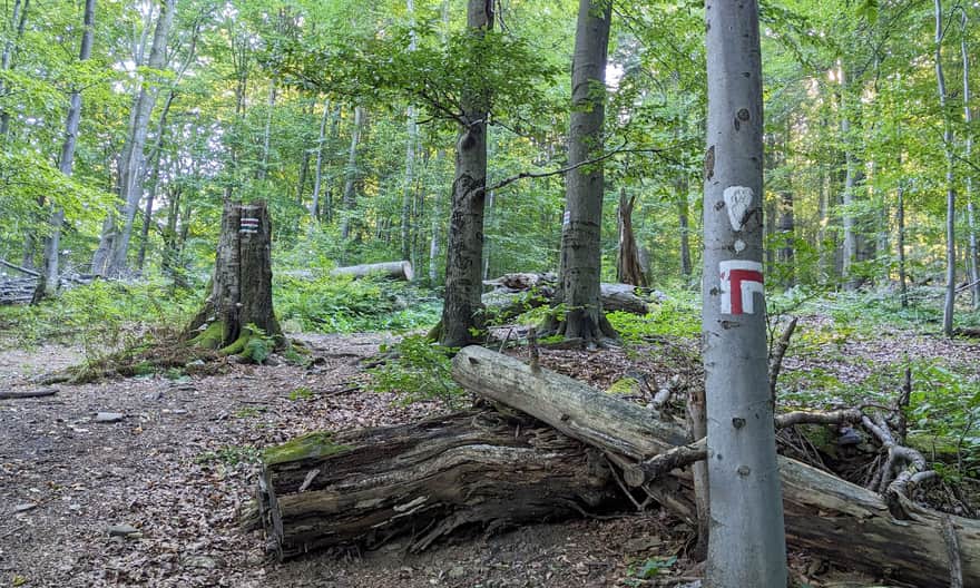 Połączenie czerwonego i zielonego szlaku na Kozie Żebro