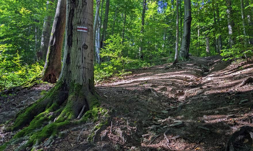 Red trail from Regietów to Kozie Żebro