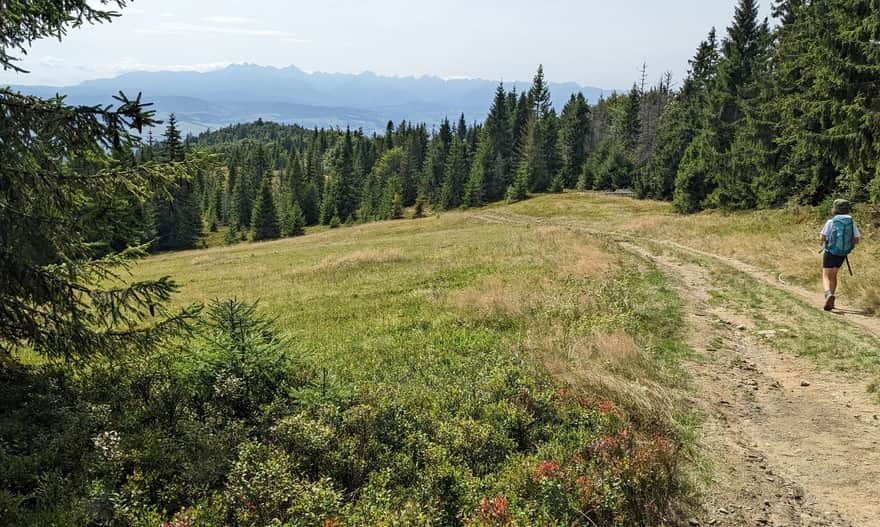 Czerwony szlak Przełęcz Knurowska - Turbacz. Widok z Polany Zielenica na Tatry