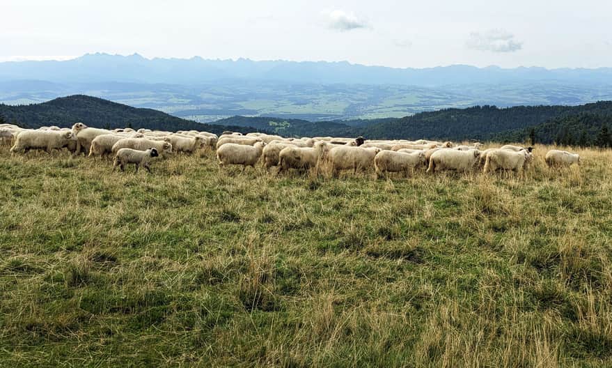 Hala Długa - widok na Tatry