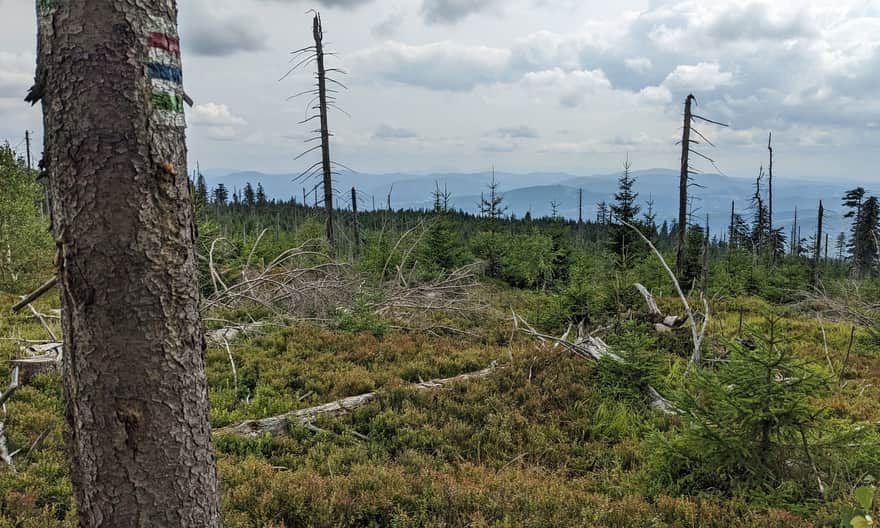 From PTTK Shelter at Przysłop to the top of Barania Góra - somewhere here are the 