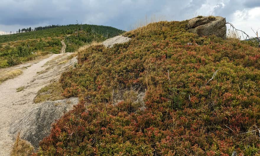 Czerwony szlak na grzbiecie Magurki Radziechowskiej: jedna z mniejszych sąsiadek skał na Magurce Radziechowskiej