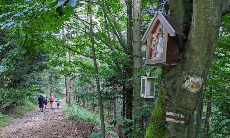 Red trail from Węgierska Górka to Magurka Radziechowska