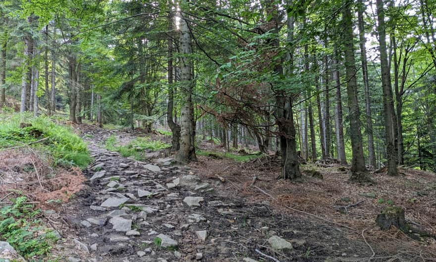 Red trail from Węgierska Górka to Magurka Radziechowska