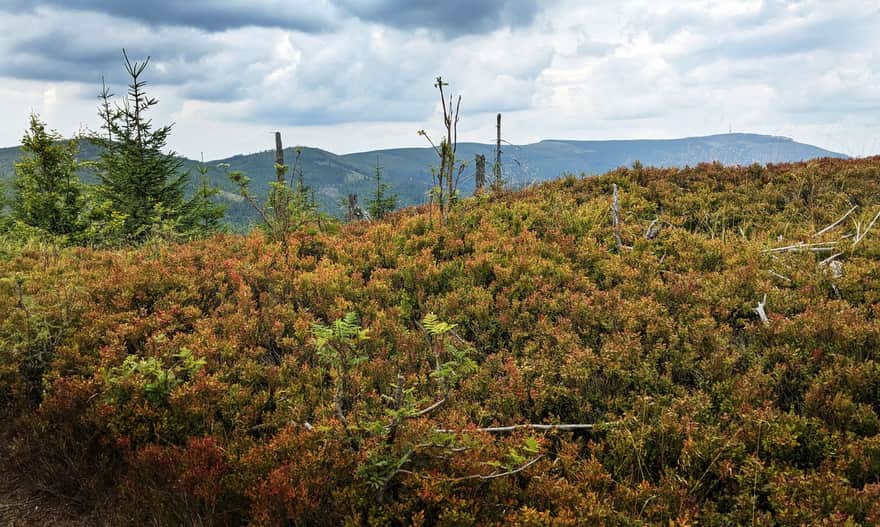 Ridge between Magurka Radziechowska and Magurka Wiślańska - view of Malinowska Skała and Skrzyczne