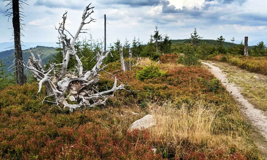 Ridge between Magurka Radziechowska and Magurka Wiślańska - view to the east