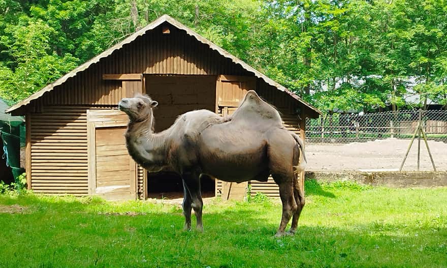 Ogród zoologiczny w Nowym Tomyślu. Fot. Mariusz Mróz