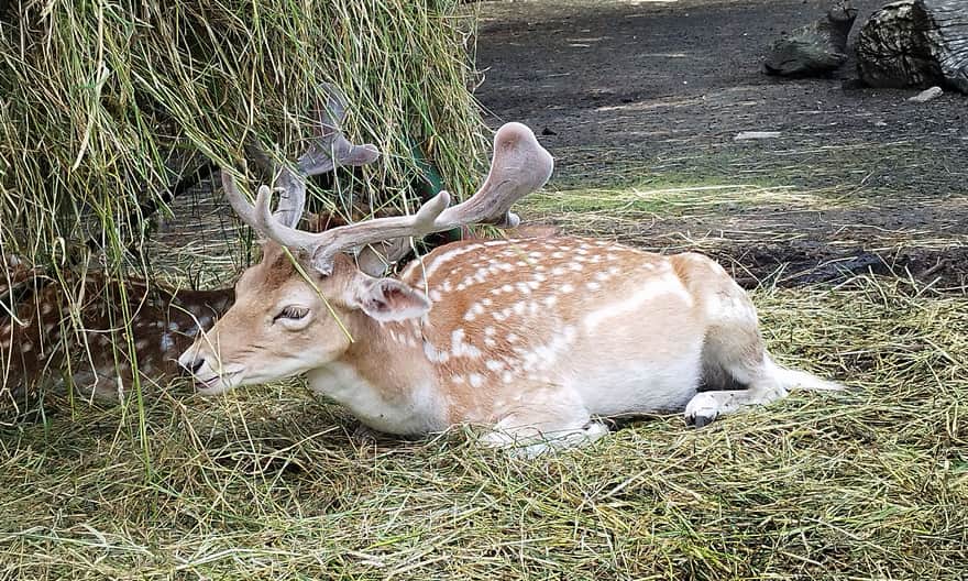 Ogród zoologiczny w Nowym Tomyślu. Fot. Mariusz Mróz