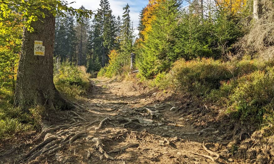 Żółty szlak: trawers Mostownicy w stronę Hali Turbacz i Czoło Turbacza