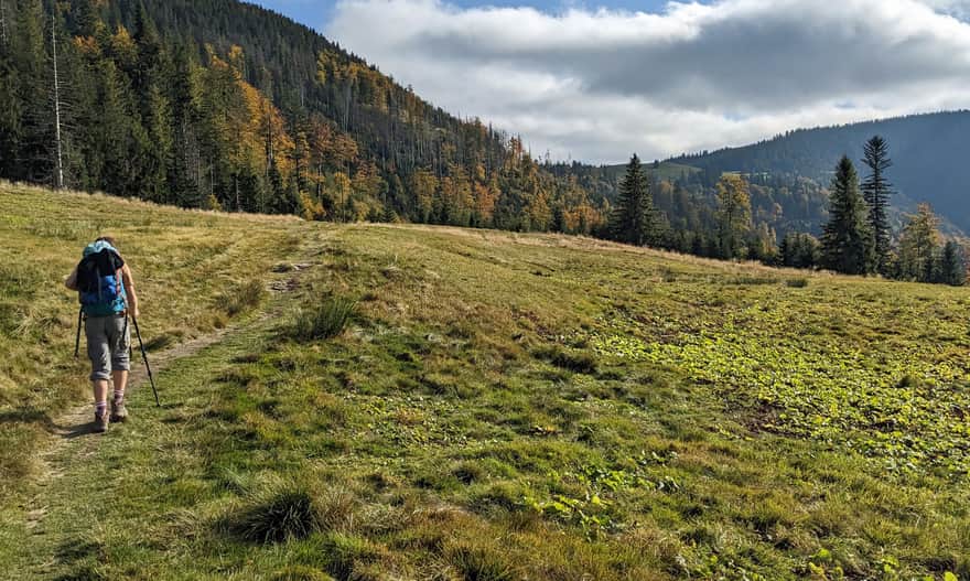 Hala Wieprzska na stokach Romanki przy czerwonym szlaku
