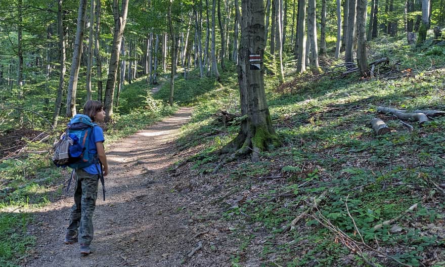 Czerwony szlak z Regietowa na Rotundę - dojście na szczyt