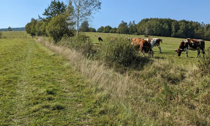 Czerwony szlak ze Zdyni na Rotundę - ścieżka przez łąki