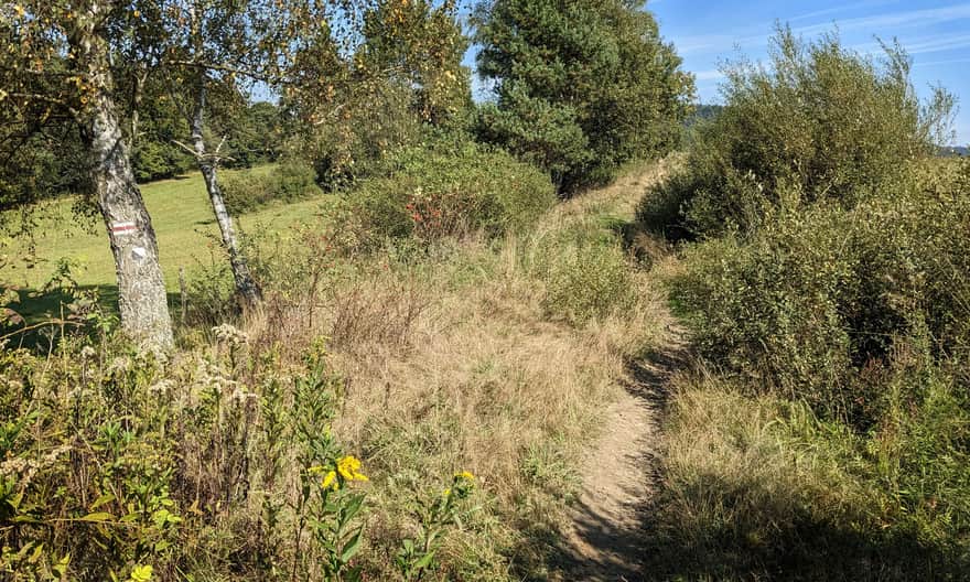 Czerwony szlak ze Zdyni na Rotundę - ścieżka przez łąki