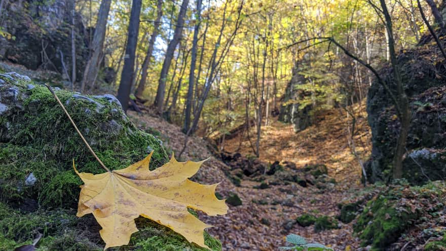 Autumn on the trail